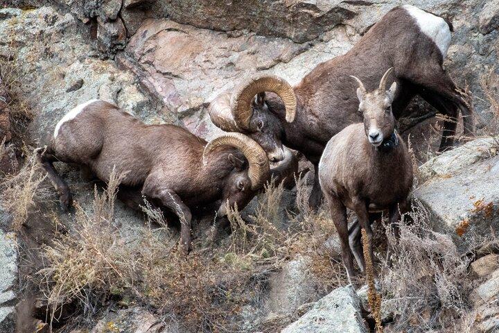 Private Geology Tour in Rocky Mountain National Park