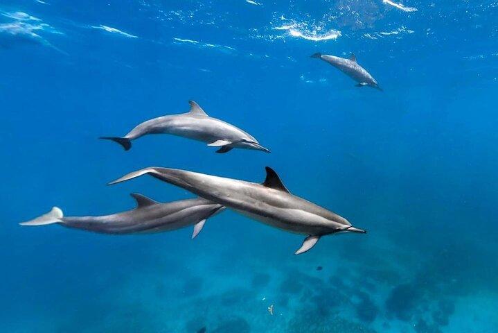 Dolphin Tour, Jozani Forest, Prison Island, Salaam Cave Tour