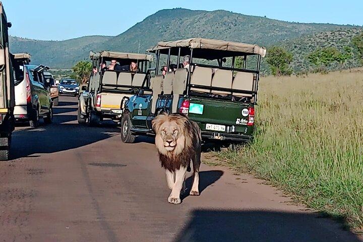 Full Day Pilanesberg Safari Adventure