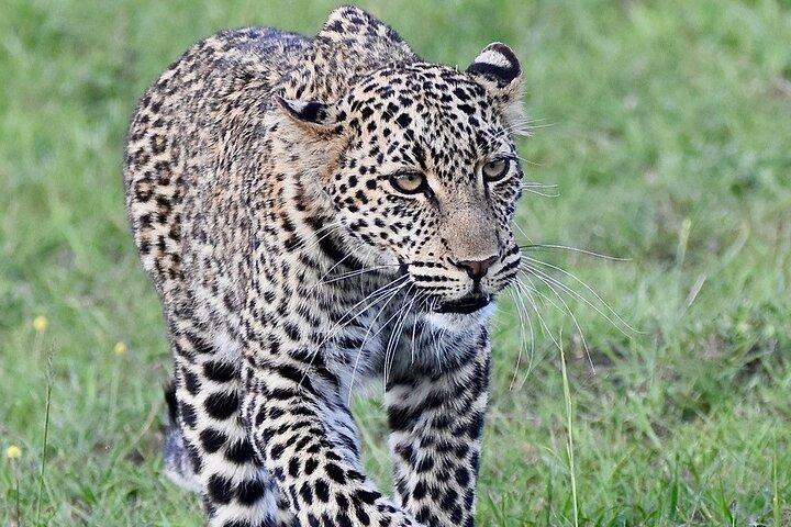 3 Days Masai Mara Luxury Safari