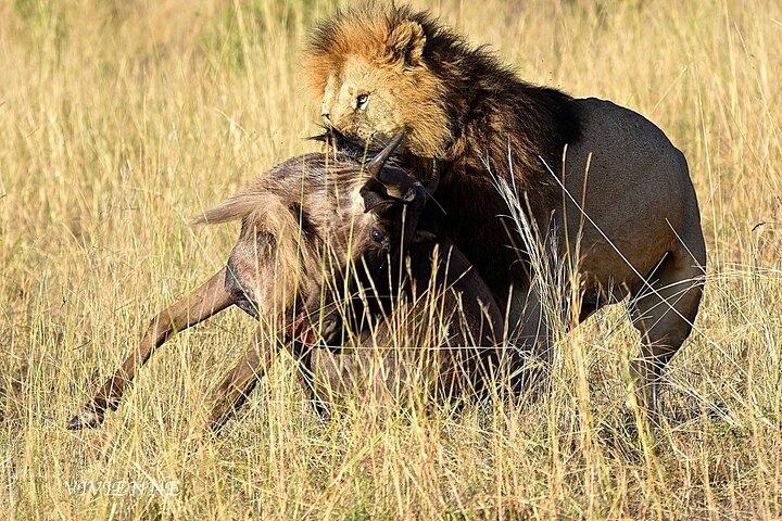 3 Days Masai Mara Luxury Safari