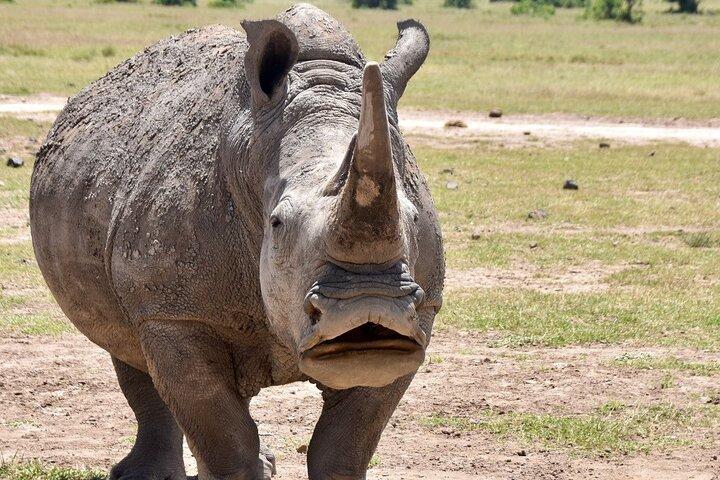3 Days Masai Mara Luxury Safari