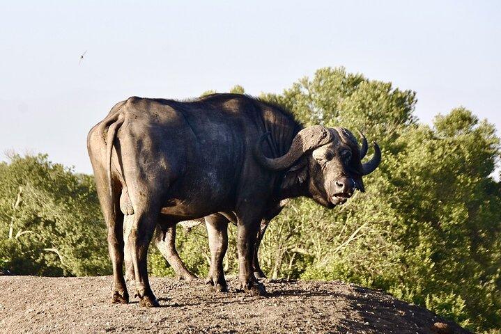 3 Days Masai Mara Luxury Safari