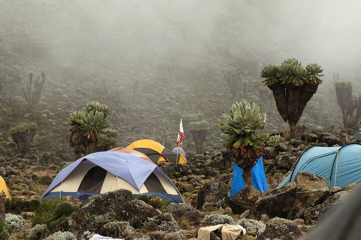 8-Day Private Kilimanjaro Trekking via Lemosho Route from Arusha