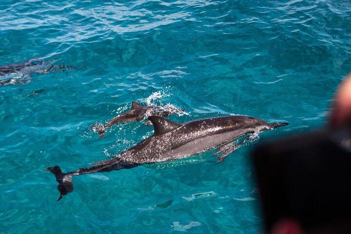 Oahu Dolphin and Snorkel Tour with Waikiki Pickup & Lunch