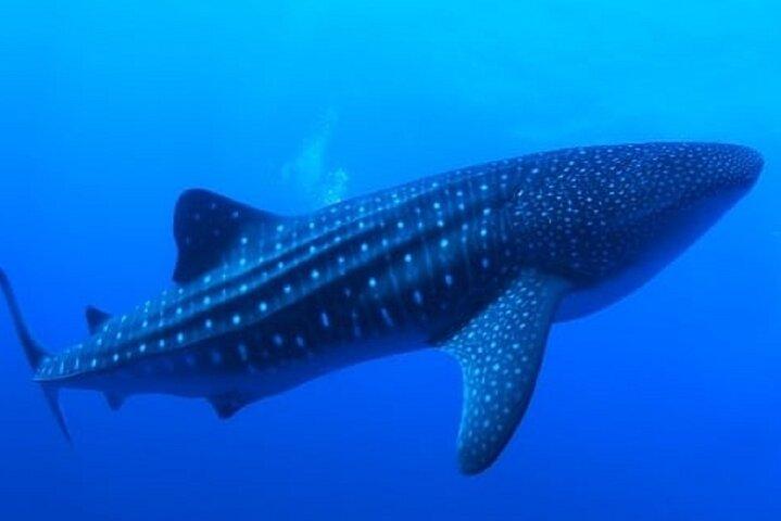 Snorkel with whale sharks includes equipment & transportation
