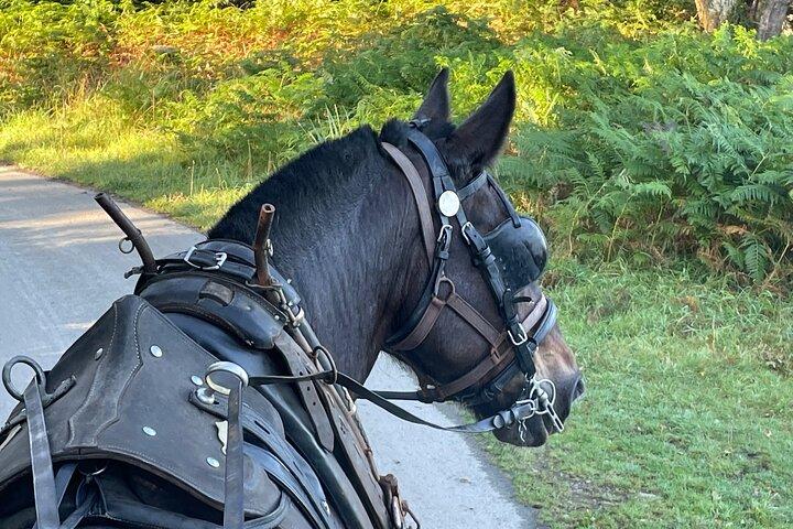 Horse-Drawn Carriage Tours in Killarney