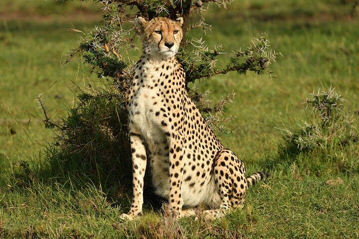 7 Days 6 Nights Amboseli & Masai Mara Luxury Kenya Safari