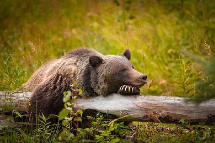From Jackson: Full-day Grand Teton Wildlife and Scenery Tour with Lunch