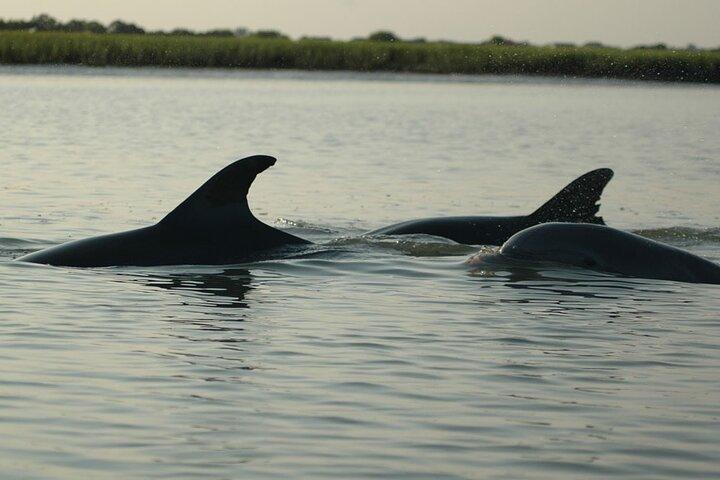 Kayak With Dolphins in Historic Shem Creek
