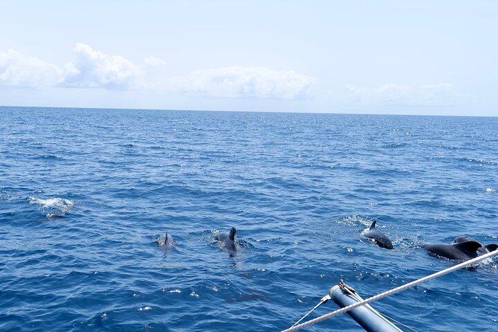 Catamaran Half Day - Beautiful day on the Atlantic Ocean