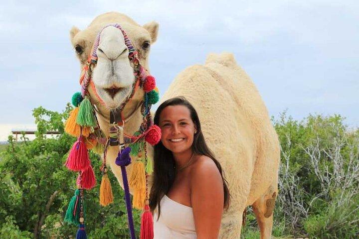 2x1 Tour: Cabo San Lucas Arch + Camels Ride + Pick up!