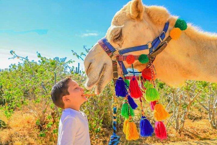 2x1 Tour: Cabo San Lucas Arch + Camels Ride + Pick up!