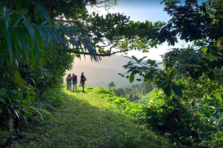 El Yunque Ziplining in Puerto Rico