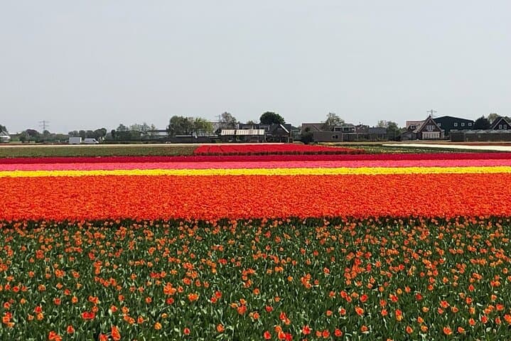 Keukenhof, Tulip Farm, Flower Fields & Zaanse Schans Windmills
