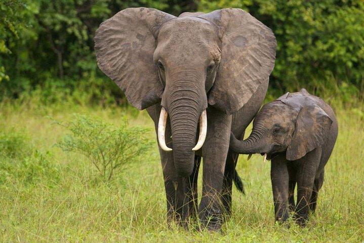 Durban: Tala Game Reserve, Natal Lion Park & Phezulu Safari