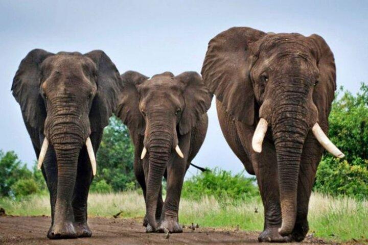 Durban: Tala Game Reserve, Natal Lion Park & Phezulu Safari