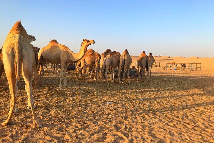 Private Morning Desert Safari