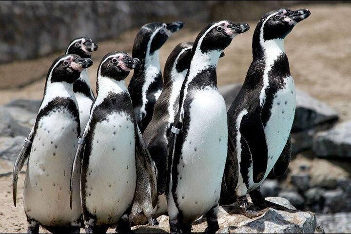 From Lima : Paracas and Huacachina Oasis Full Day Guided Tour