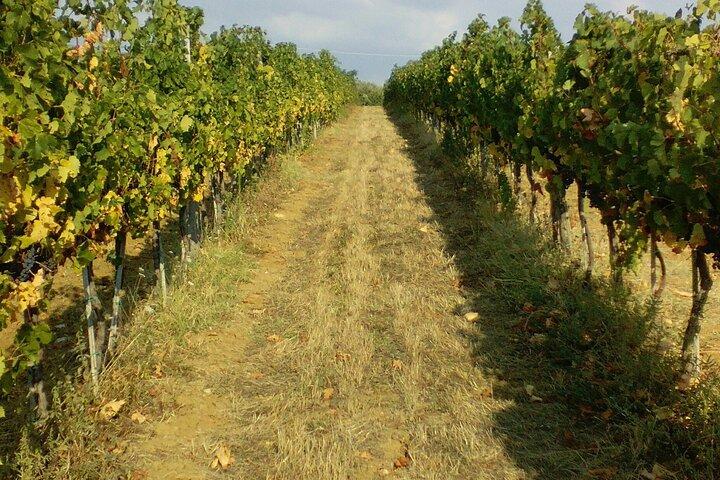 San Gimignano and Chianti tour