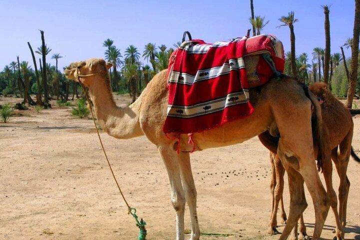 2 Hour Camel Ride in Marrakech