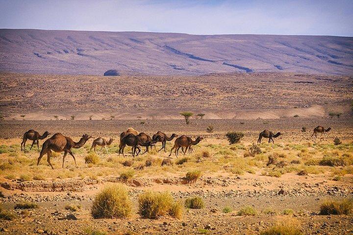 3 days Tour in Marrakech Chigaga Desert