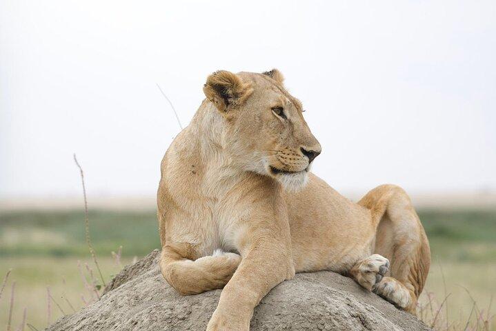 Tarangire Joint Tour(Free Accommodation before safari)