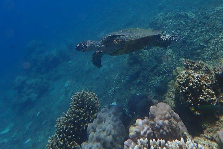 Wonderful snorkelling spot from Manila 2 hours from Manila