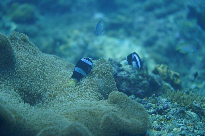 Wonderful snorkelling spot from Manila 2 hours from Manila