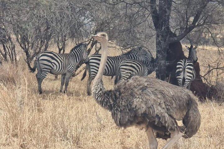 3 Days Group Safari Serengeti & Ngorongoro