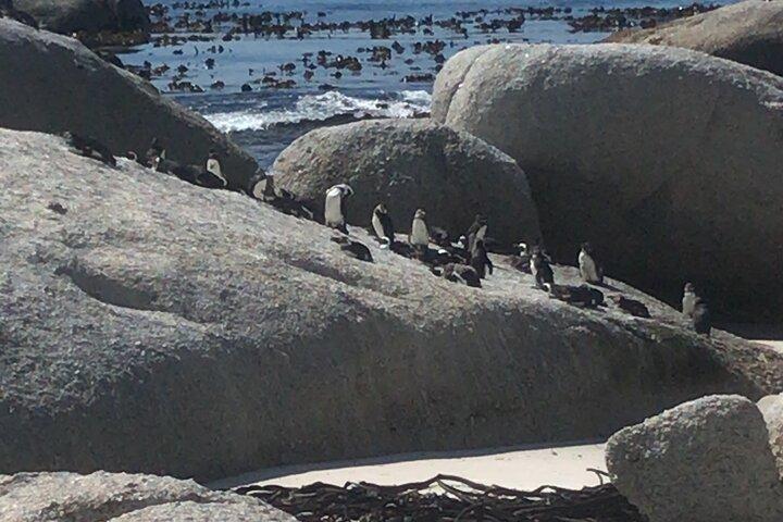 Cape Peninsula Tour