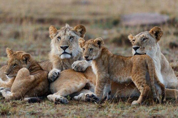 3-Day Masai Mara Jeep Safari