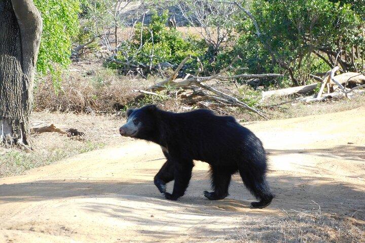 Yala National Park Safari Tours - Half Day & Full Day