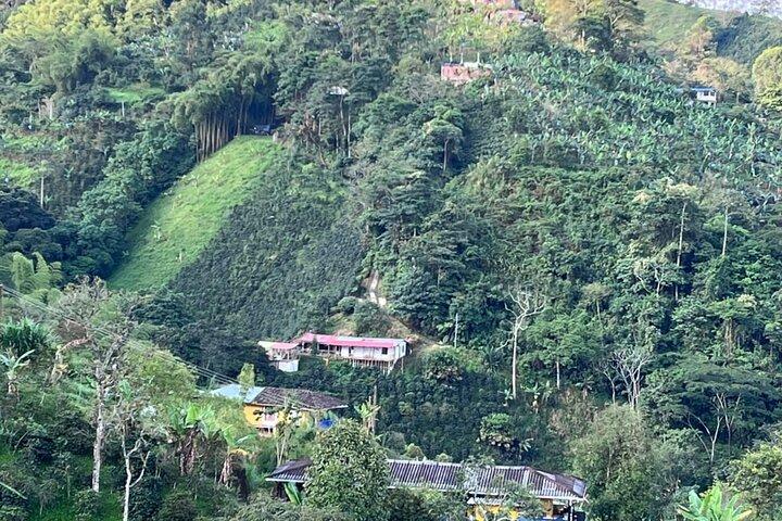 Pereira Organic Coffee Tour
