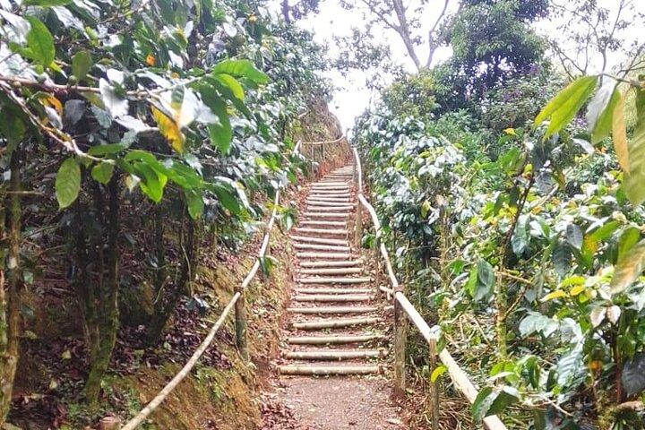 Pereira Organic Coffee Tour