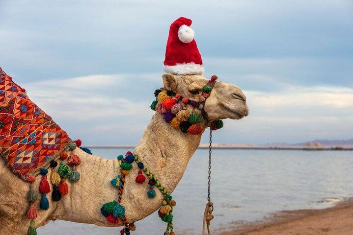 camel Agadir