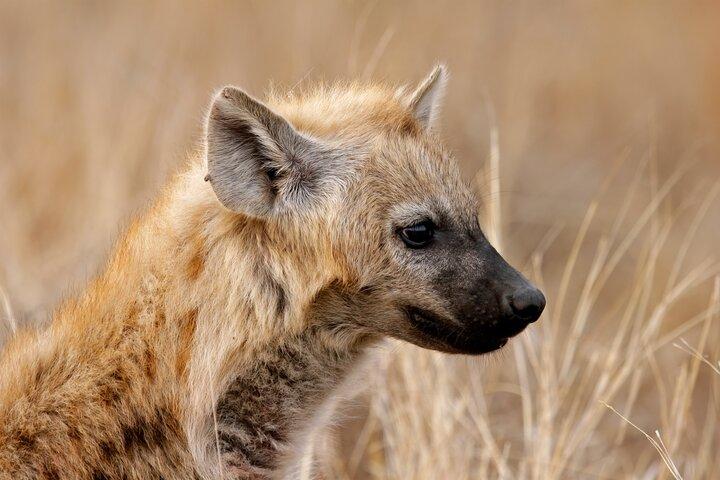 3 Day Serengeti National Park & Ngorongoro Crater Camping Safari
