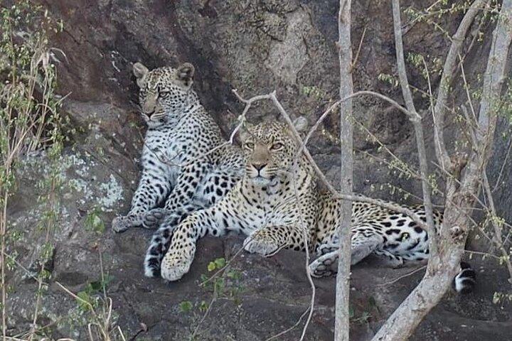 Wildlife Safari Tanzania