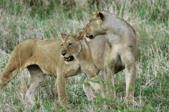 Wildlife Safari Tanzania
