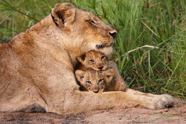 6-Day Tanzania Wildlife Safari