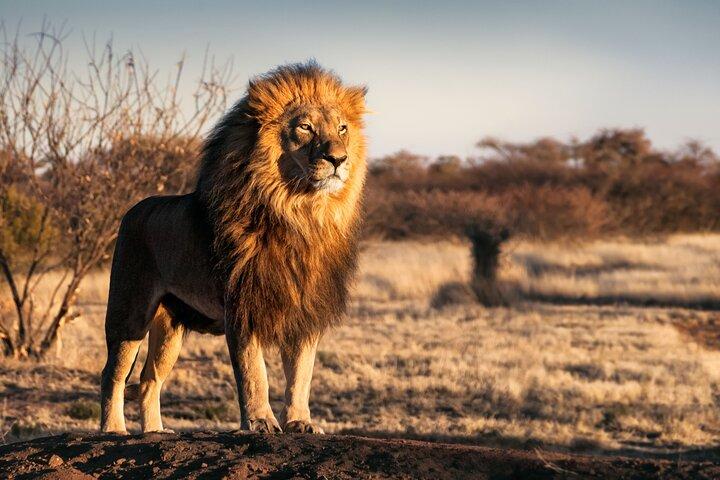 6-Day Tanzania Wildlife Safari