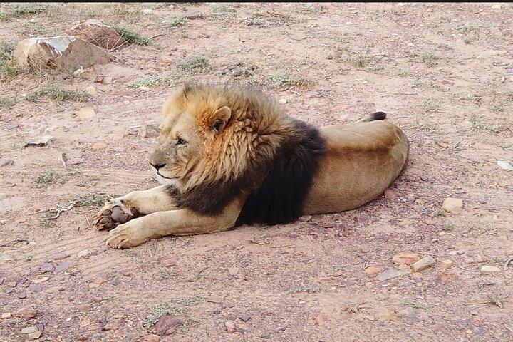 Cape Town - Wildlife Safari
