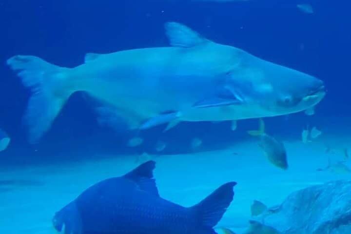 Angkor Wildlife & Aquarium Halfday tour