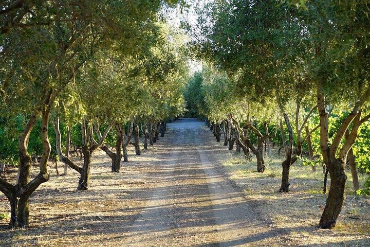 Wine Tasting in Frascati from Rome