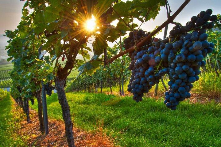 Wine Tasting in Frascati from Rome