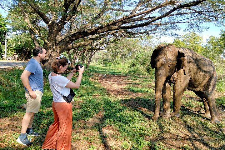 Udawalawe National Park Safari With Traveling Mirissa/ Weligama To Ella