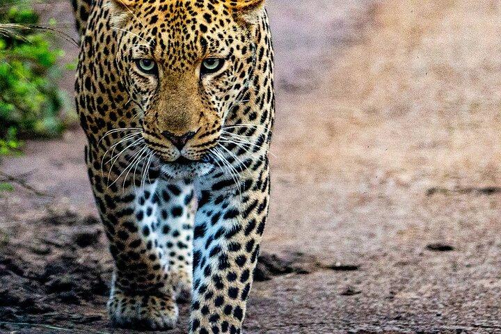 Nairobi National park sun rise game drive with pickup & drop-off