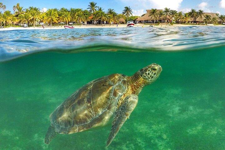 Turtle Akumal Adventure! Tulum Ruins and Cenote from Riviera Maya