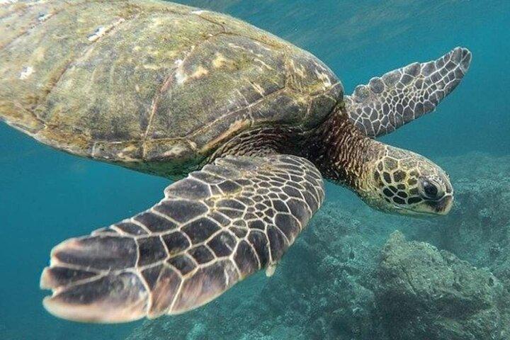 Tulum Ruins & Turtles Swim! Round with Cenote From Riviera Maya