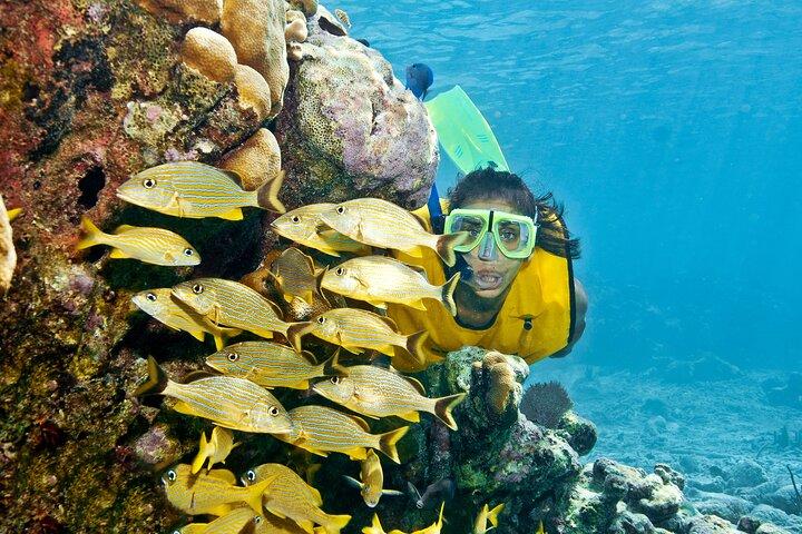 Mayan Adventure Experience in Caleta & Cenote from Riviera Maya